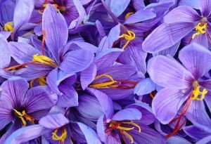 freshly picked crocus sativus (saffron0 flowers